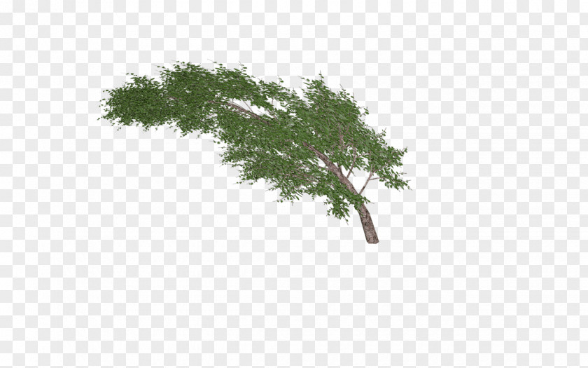 Tree Sticker Clip Art PNG