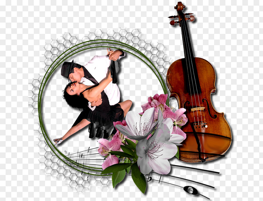 Violin Violone Viola Cello Double Bass PNG
