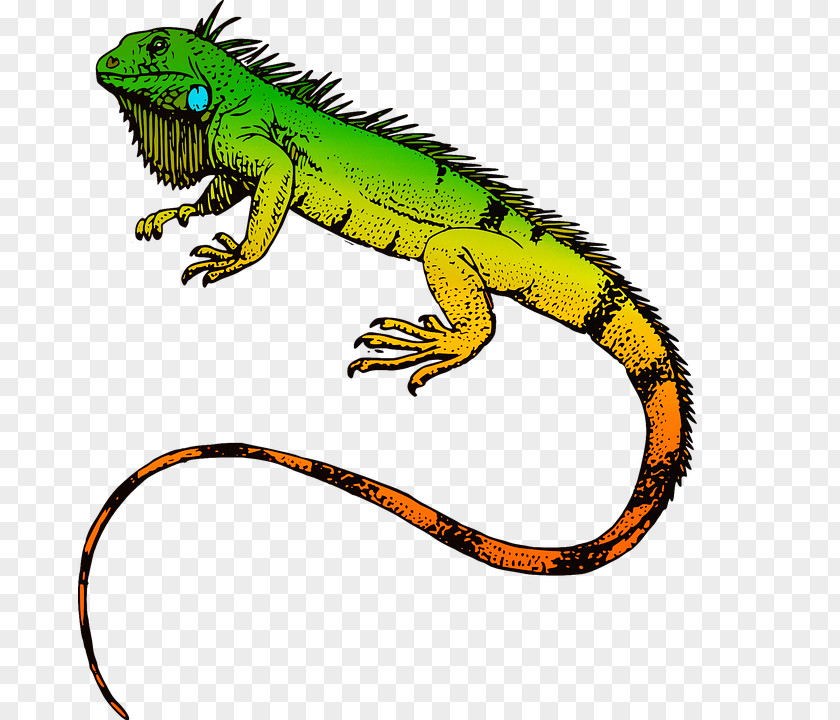 Lizard Green Iguana T-shirt Reptile Sticker PNG