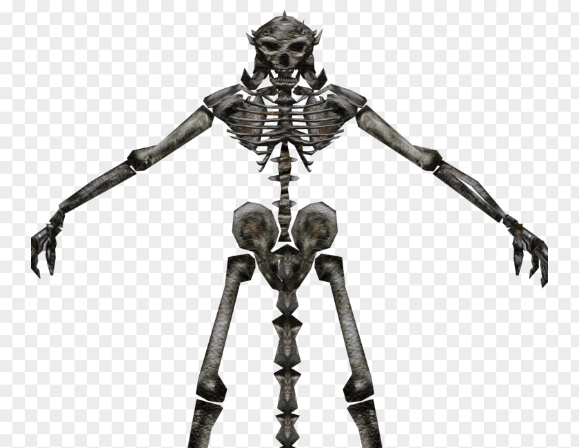 Skeleton Model Figurine PNG