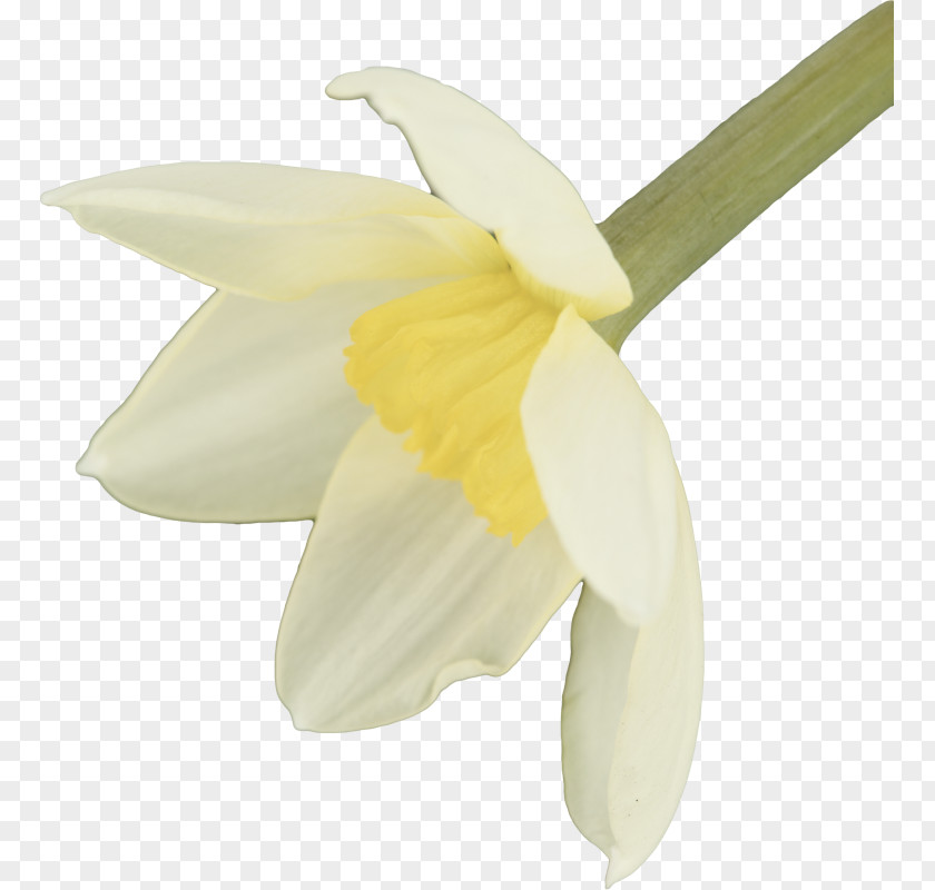 Calas Narcissus Moth Orchids Snowdrop PNG