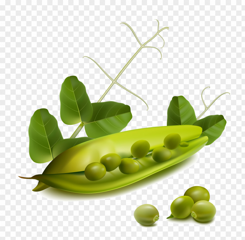 Carrot Fruit Vegetable Bell Pepper PNG