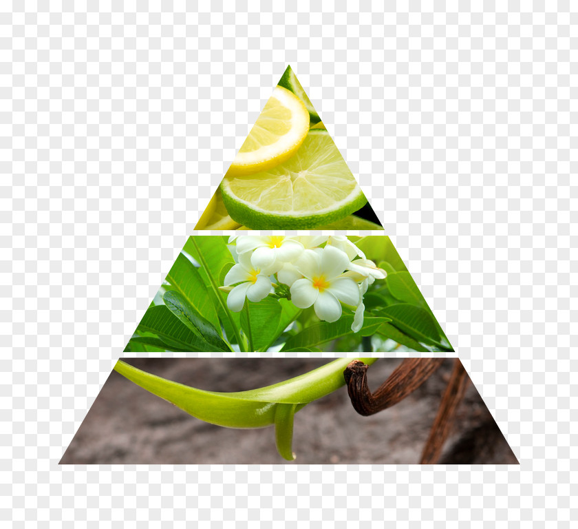 Green Tea Floral Design Yellow Lime Cucumber PNG