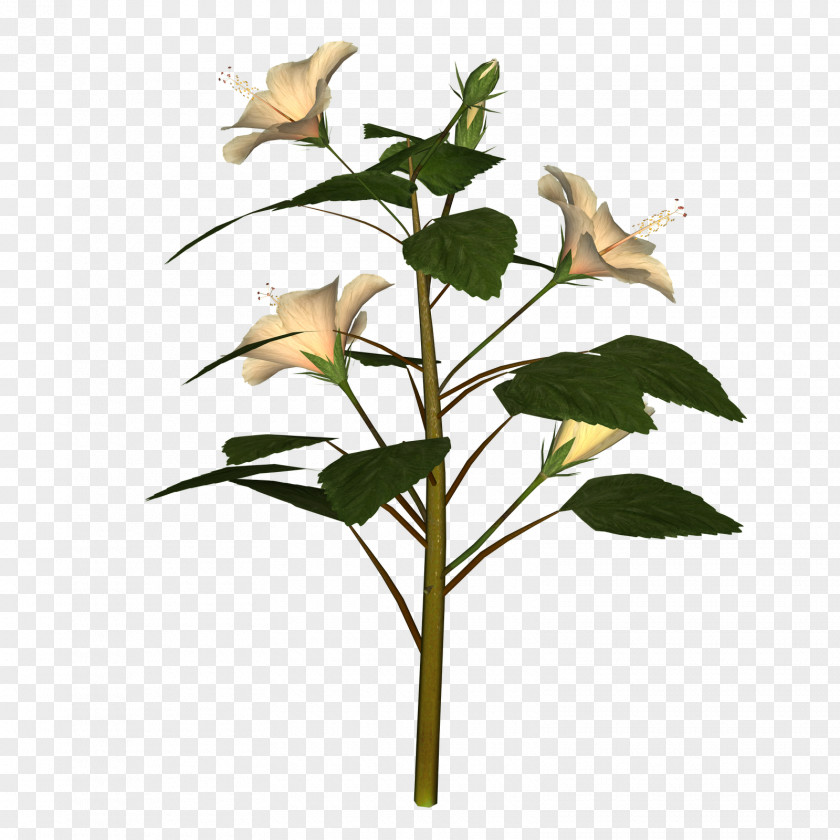 Hibuscus Symbol Branch Plant Stem Rose Family Leaf Flower PNG
