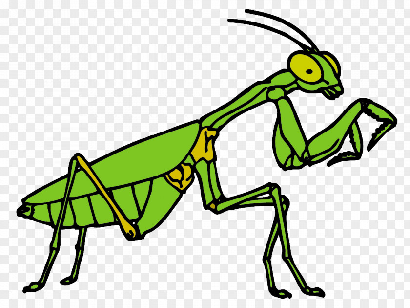 Insect Interesting Insects Clip Art PNG