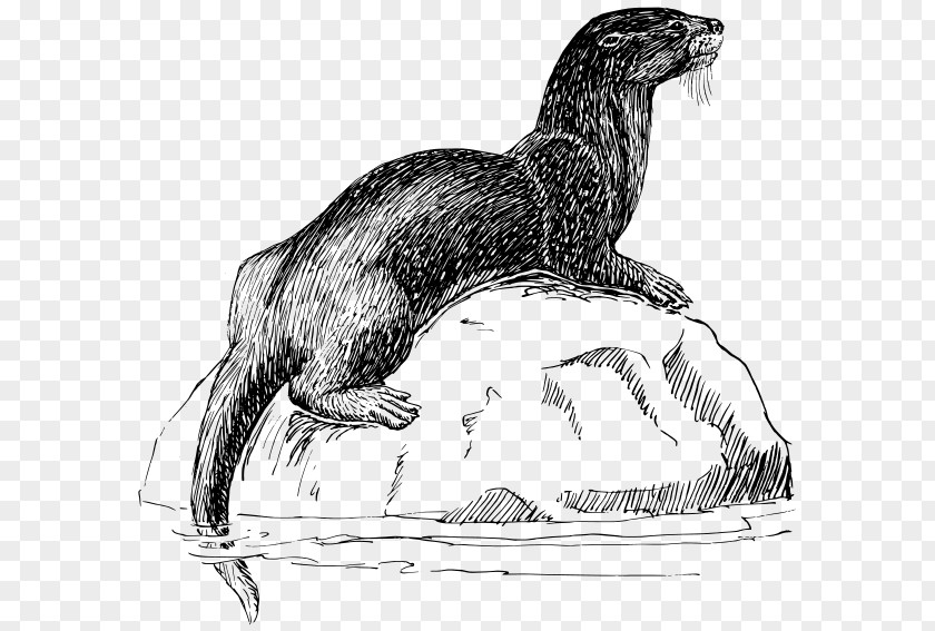 Aquatic Animal Sea Otter Word Search T-shirt PNG