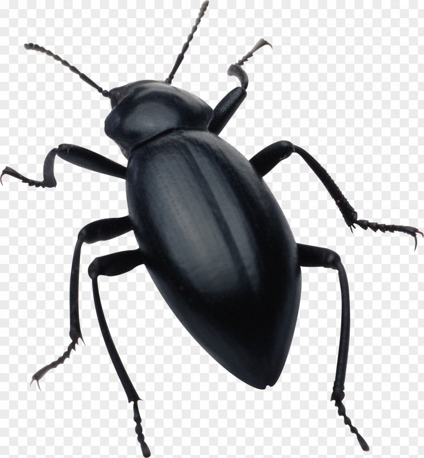 Beetle Drawing Clip Art PNG