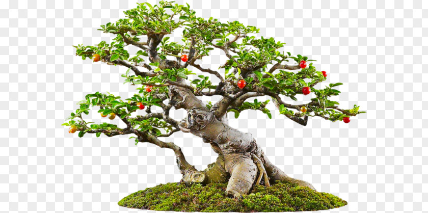 Dwarf Trees Tree Bonsai Icon PNG