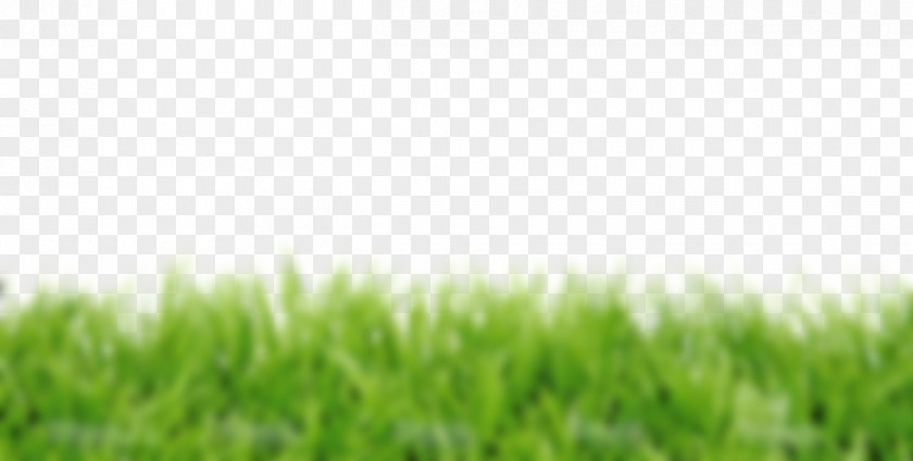 Herbe Lawn Royalty-free Stock Photography Fotolia PNG