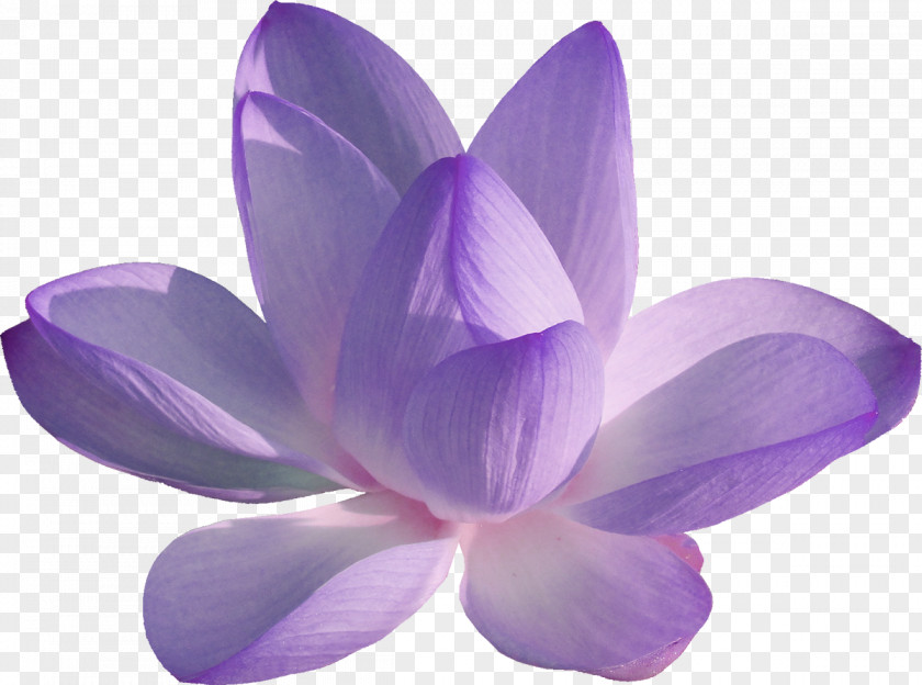 Flower Color Fundal Clip Art PNG
