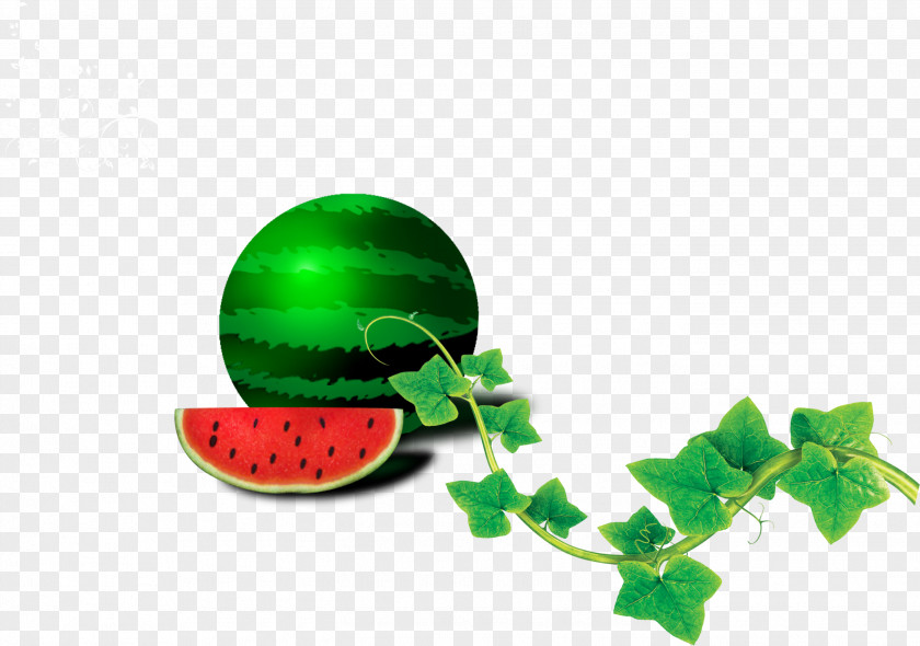 Green Watermelon Leaf Drawing PNG