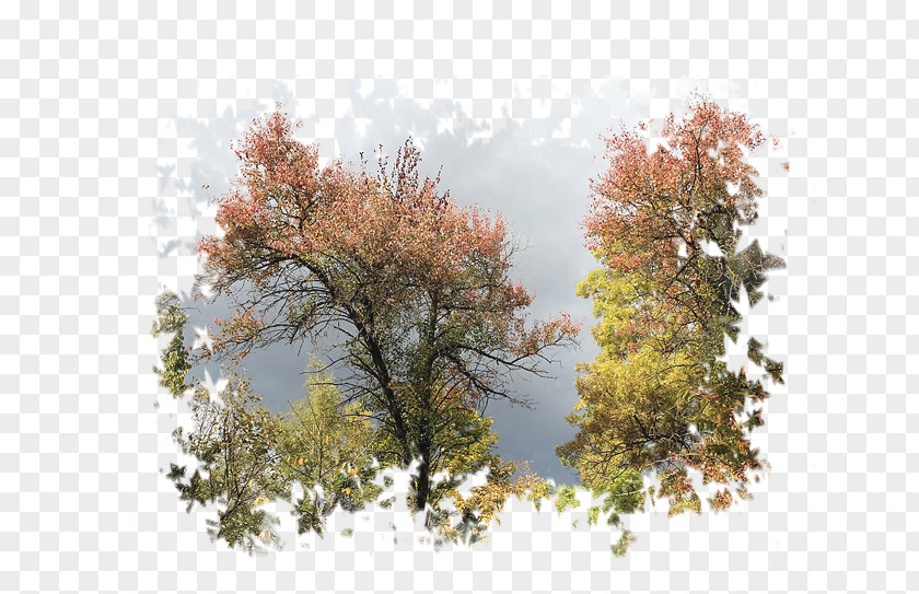 Orman Pictogram Desktop Wallpaper Blog Autumn LiveInternet PNG