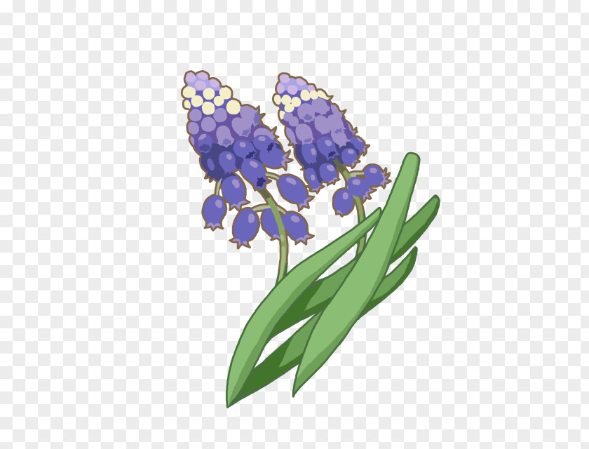 Violet Hyacinth Cobalt Blue PNG