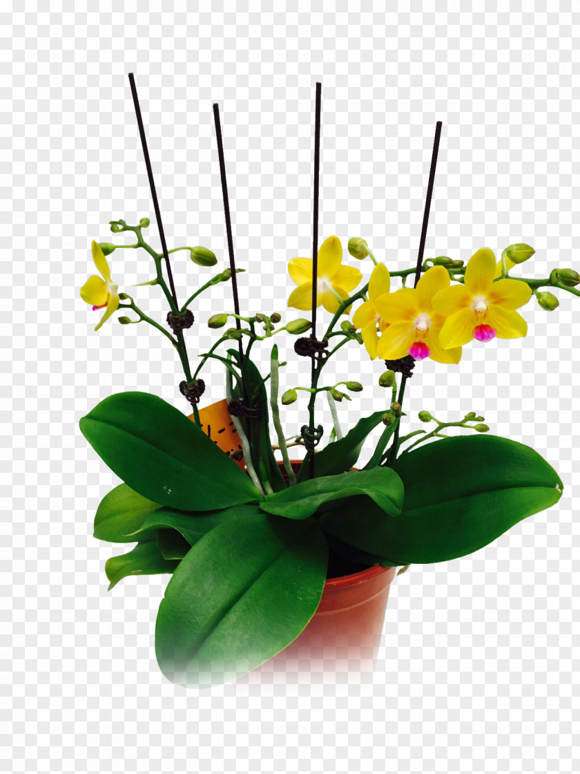 Design Moth Orchids Floral Cut Flowers Flowerpot Plant Stem PNG