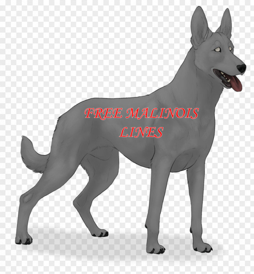 Malinois Ancient Dog Breeds Canaan Kunming Wolfdog German Shepherd PNG