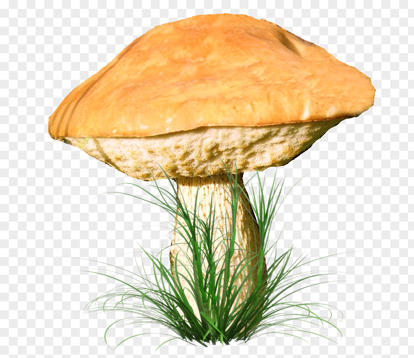 Mushroom Fungus Aspen Clip Art PNG