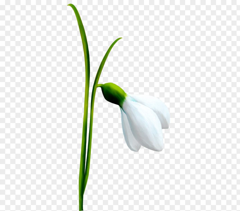 Ortak Kardelen Snowdrop Flower Bulb Spring Illustration PNG