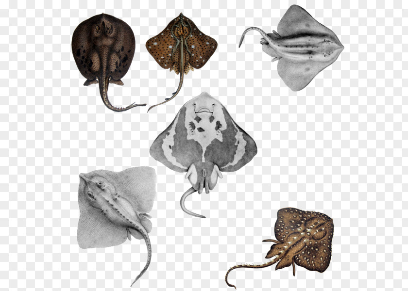 Shark Cartilaginous Fishes Moth Cartilage PNG