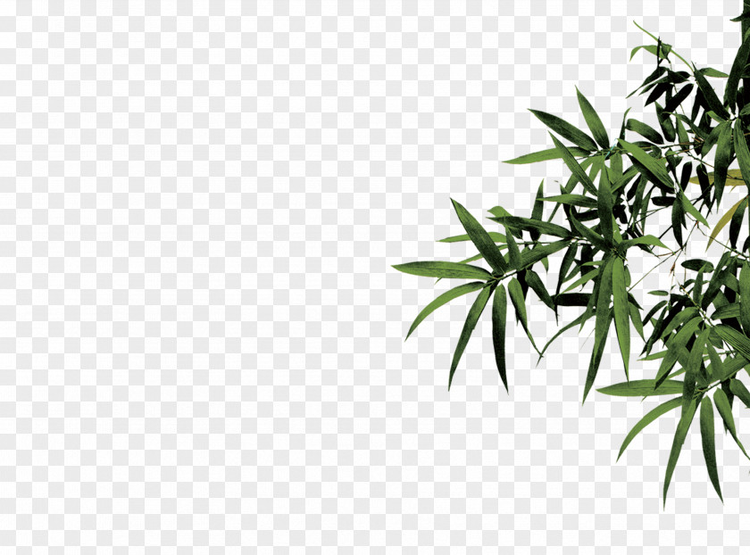 Bamboo Wen Xuan Ink PNG