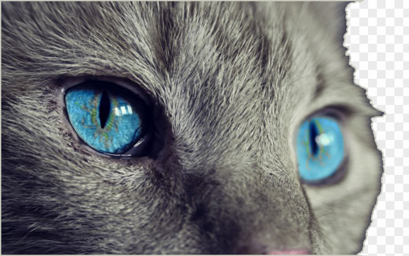 Blue Cat's Eye Cat Kitten Felidae Light PNG