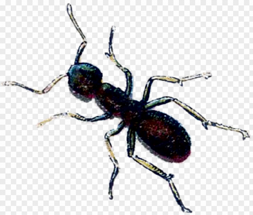 Citra Frame Bullet Ant Insect Image Drawing PNG