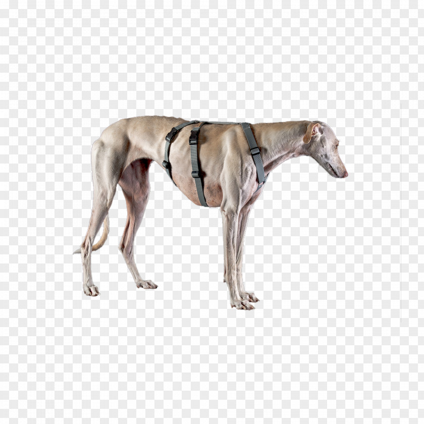 Dog In Kind Spanish Greyhound Whippet Sloughi Italian PNG
