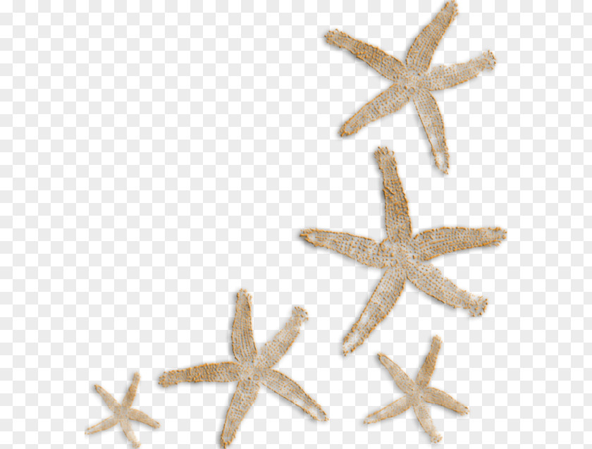 Floating Starfish Paper Clip Art PNG