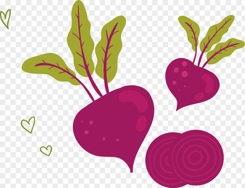 Hand-painted Cartoon Vegetables U852cu83dcu7f8eu98df Vegetable Radish Illustration PNG