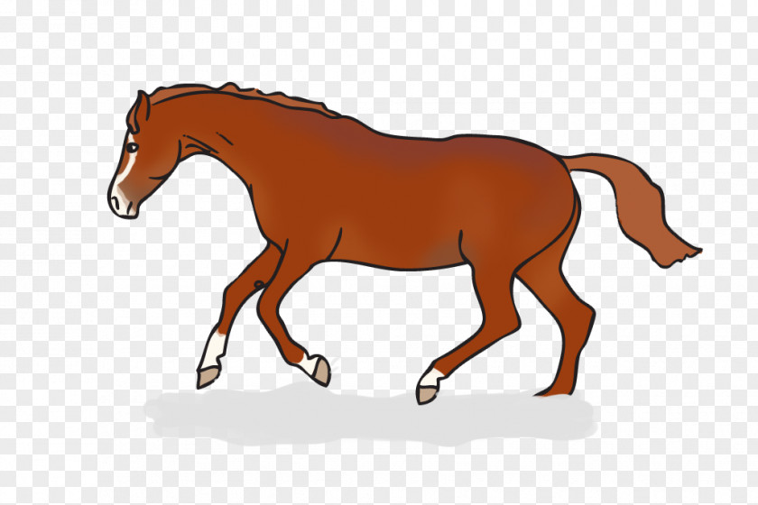Horse Equestrian Vaulting English Riding Clip Art PNG