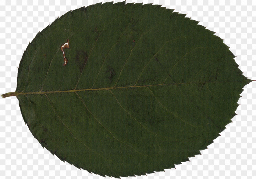 Leaf Plant Tree PNG