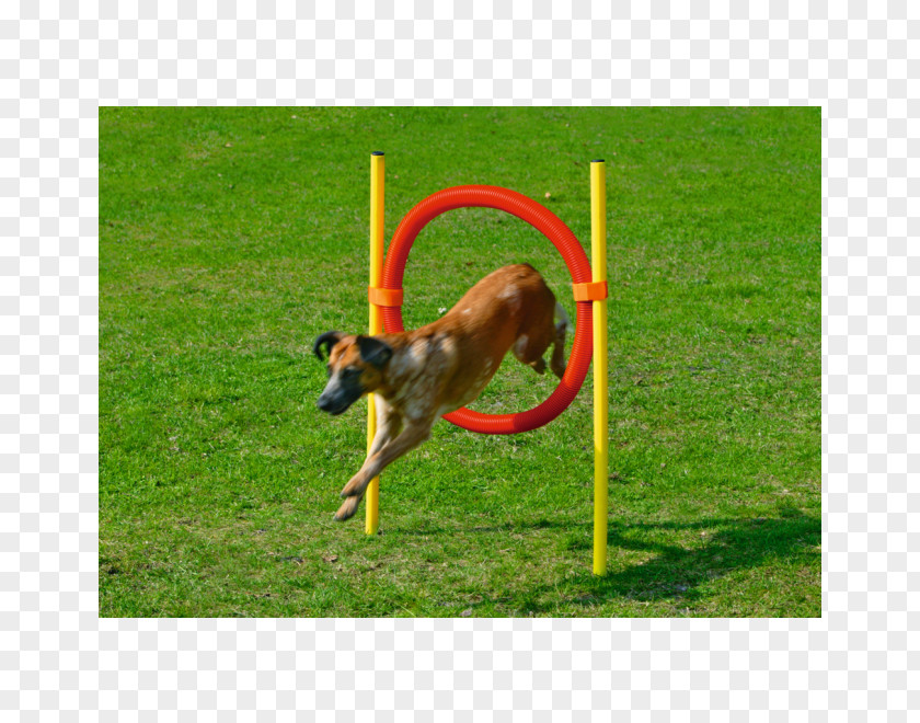 Puppy Dog Agility Australian Cattle Training Pet PNG