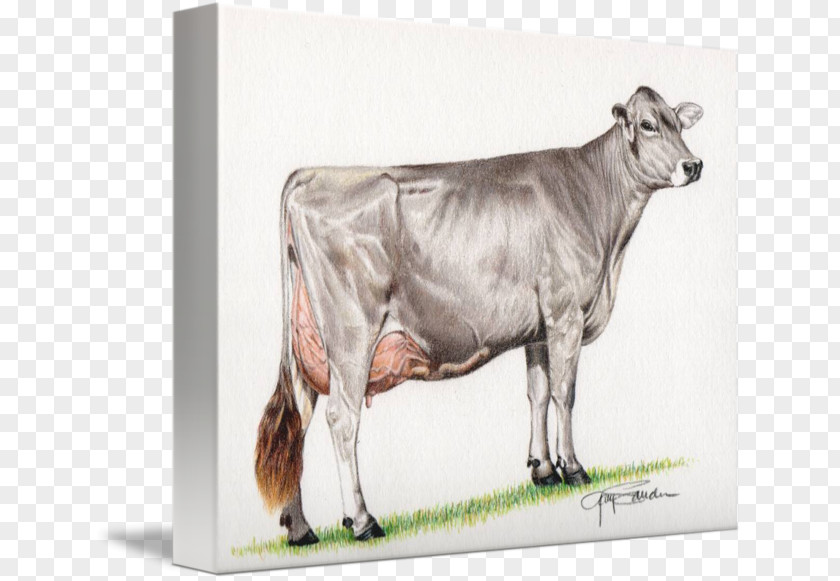 Cow Painting Dairy Cattle Brown Swiss Simmental Fleckvieh Zebu PNG