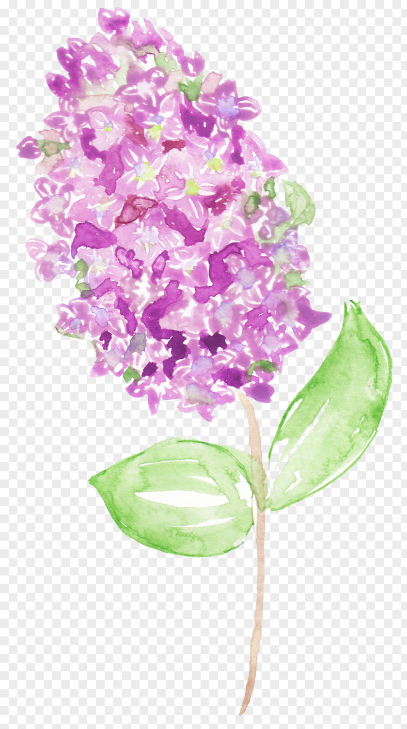Hydrangea Sclance Watercolor Painting Image Flower Vector Graphics PNG