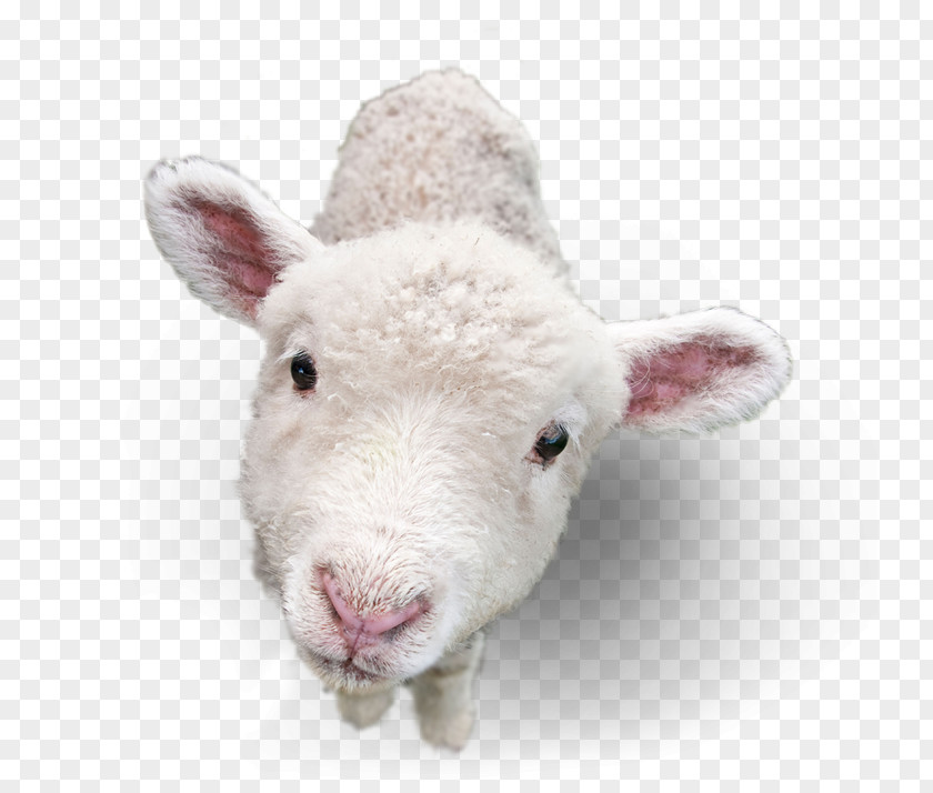 Sheep Goat Image Lamb And Mutton PNG