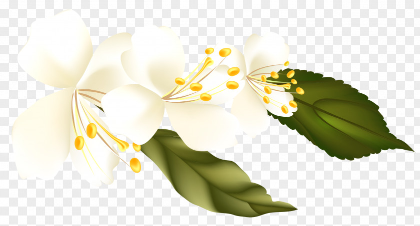 Sprin Flower Blossom Clip Art PNG