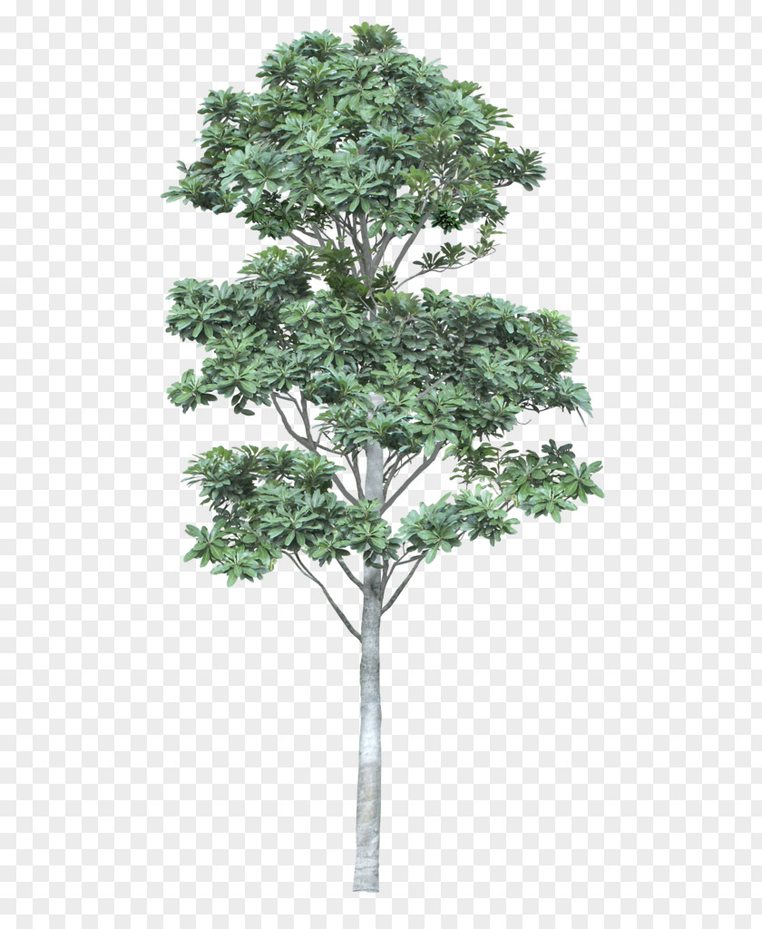 Tree Architecture PNG