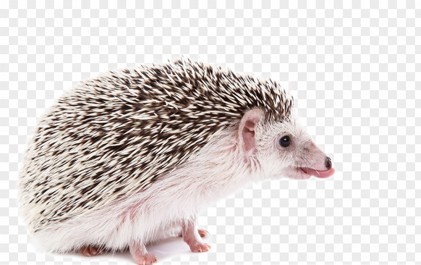 A Gray And White Hedgehog Side Photo Four-toed Southern African Stock Photography PNG