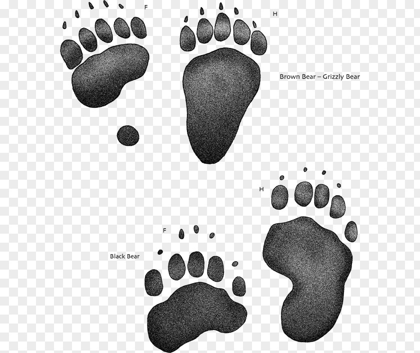 Bear American Black Paw Animal Track Brown Rat PNG