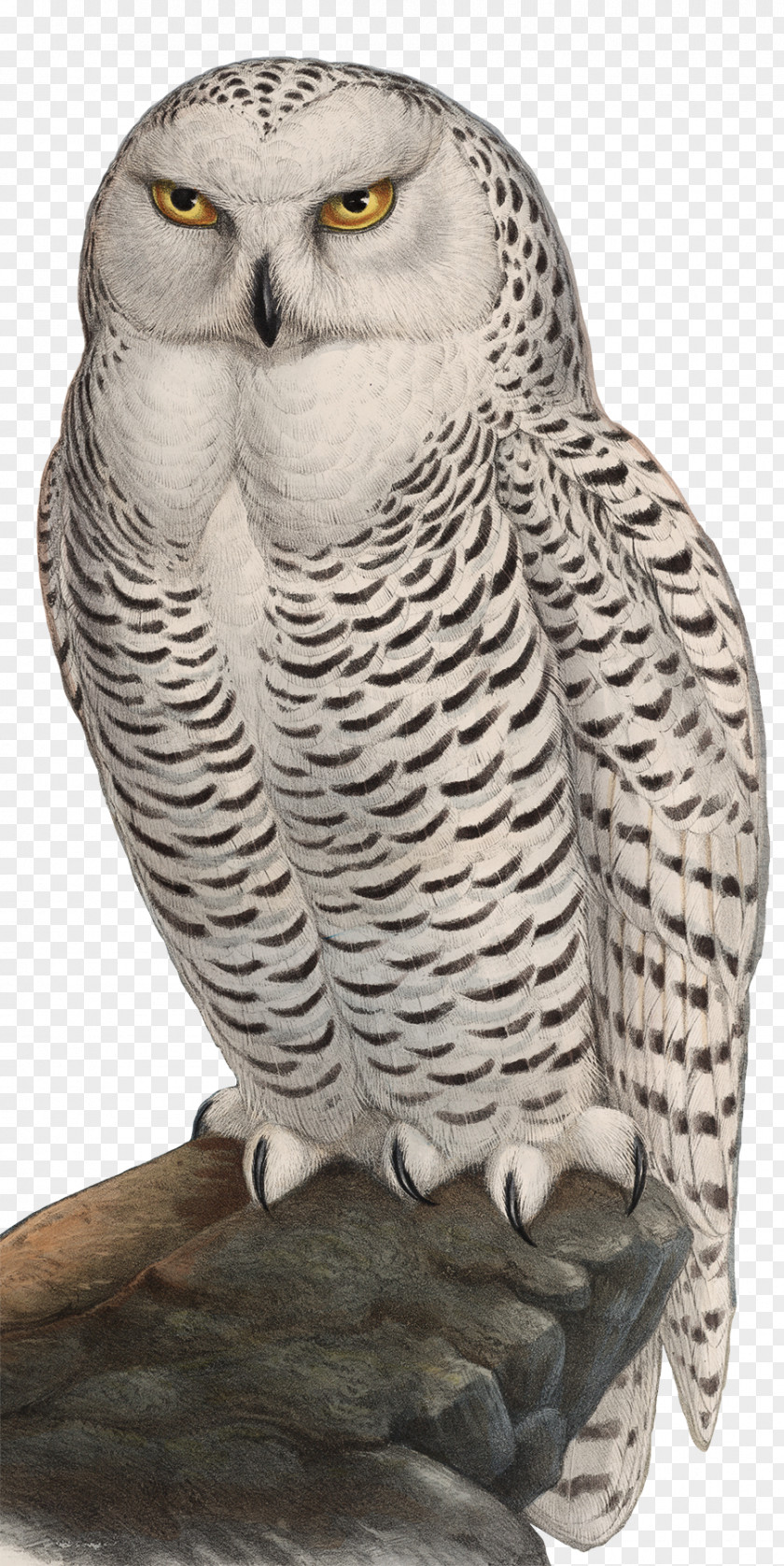 Bird Tawny Owl Snowy Great Grey Barn PNG