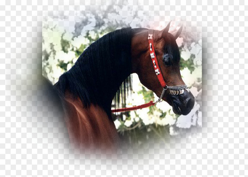 Mustang Arabian Horse Stallion Mane Pony PNG