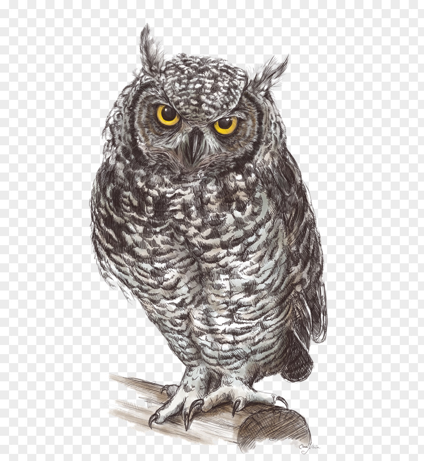 Owl Pic Great Grey Drawing Fauna Illustration PNG