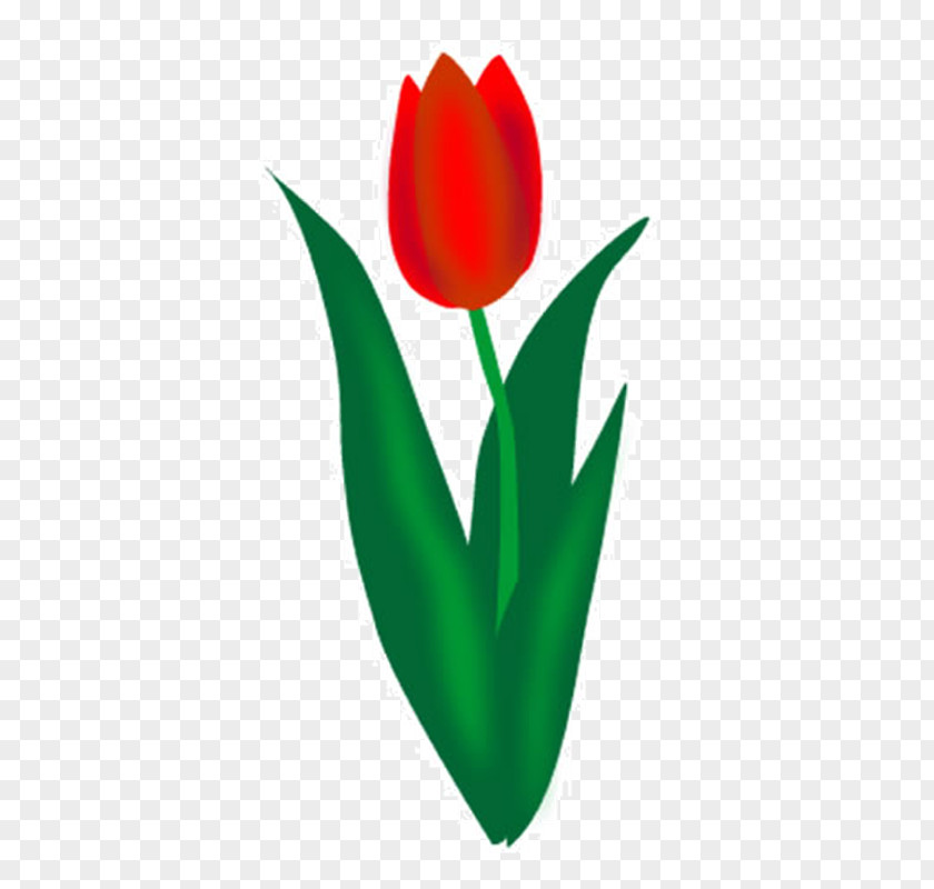 Tulip Clip Art PNG