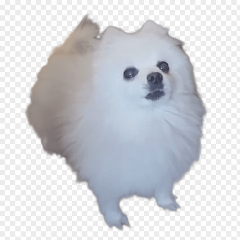 Bark German Spitz Klein Mittel Volpino Italiano Pomeranian PNG