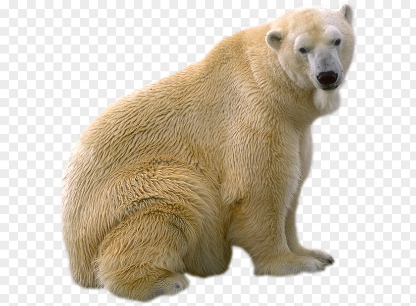 Bear Polar Brown Giant Panda PNG