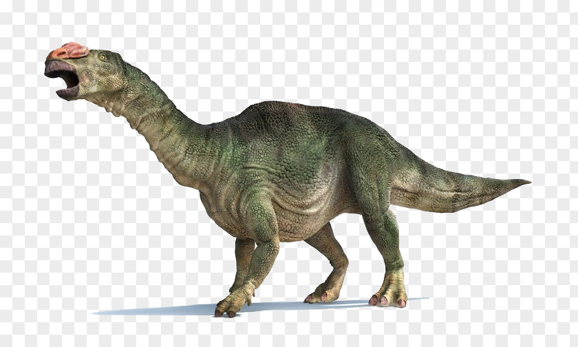 Dinosaur Tyrannosaurus Muttaburrasaurus Late Cretaceous Leaellynasaura Parasaurolophus PNG