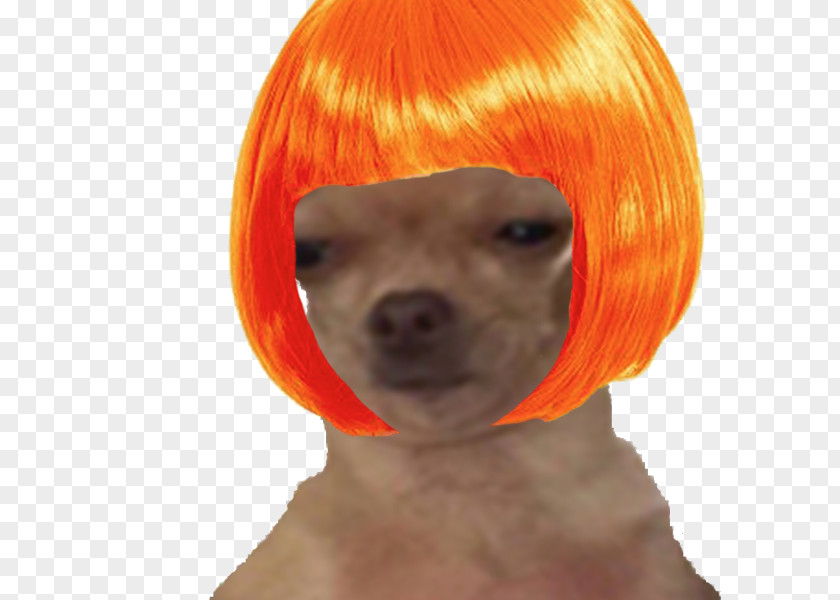 Dog Breed Puppy Companion Wig PNG
