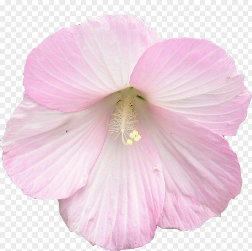 Flower Rosemallows Artificial Clip Art PNG