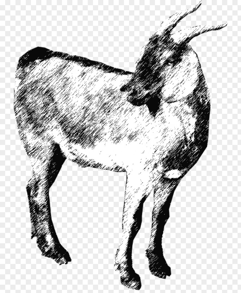 Goat Cattle Donkey Qurbani EZ Qurban Sdn. Bhd. PNG