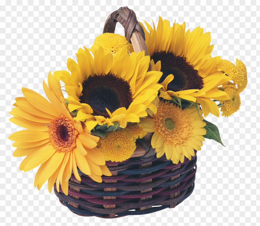 Sunflower Greeting Internet PNG