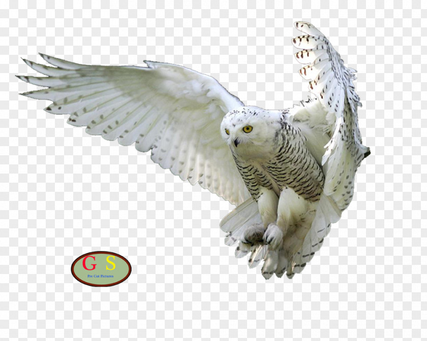 U Barn Owl Bird Clip Art PNG